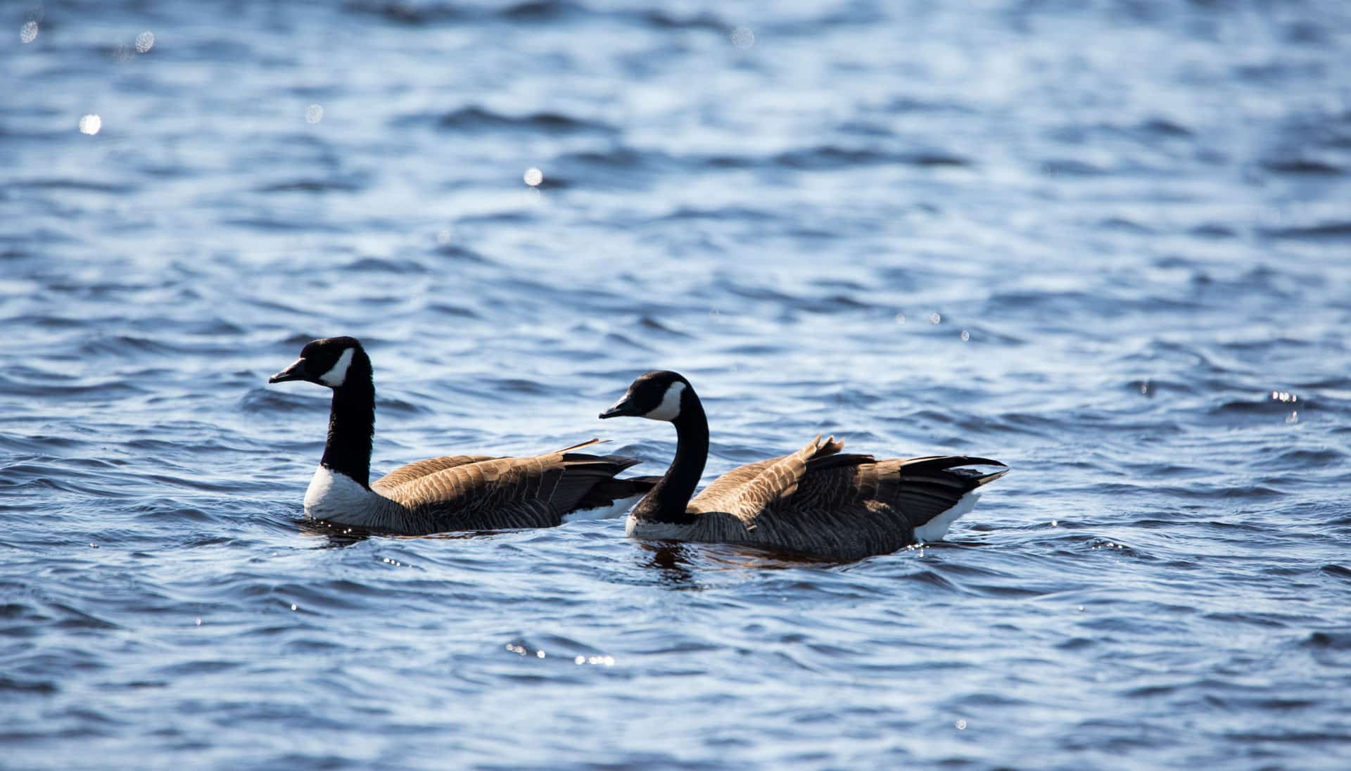Two Canada geese swim side by side on a blue, gently rippling body of water, with their black heads, white cheek patches, and brown bodies clearly visible.