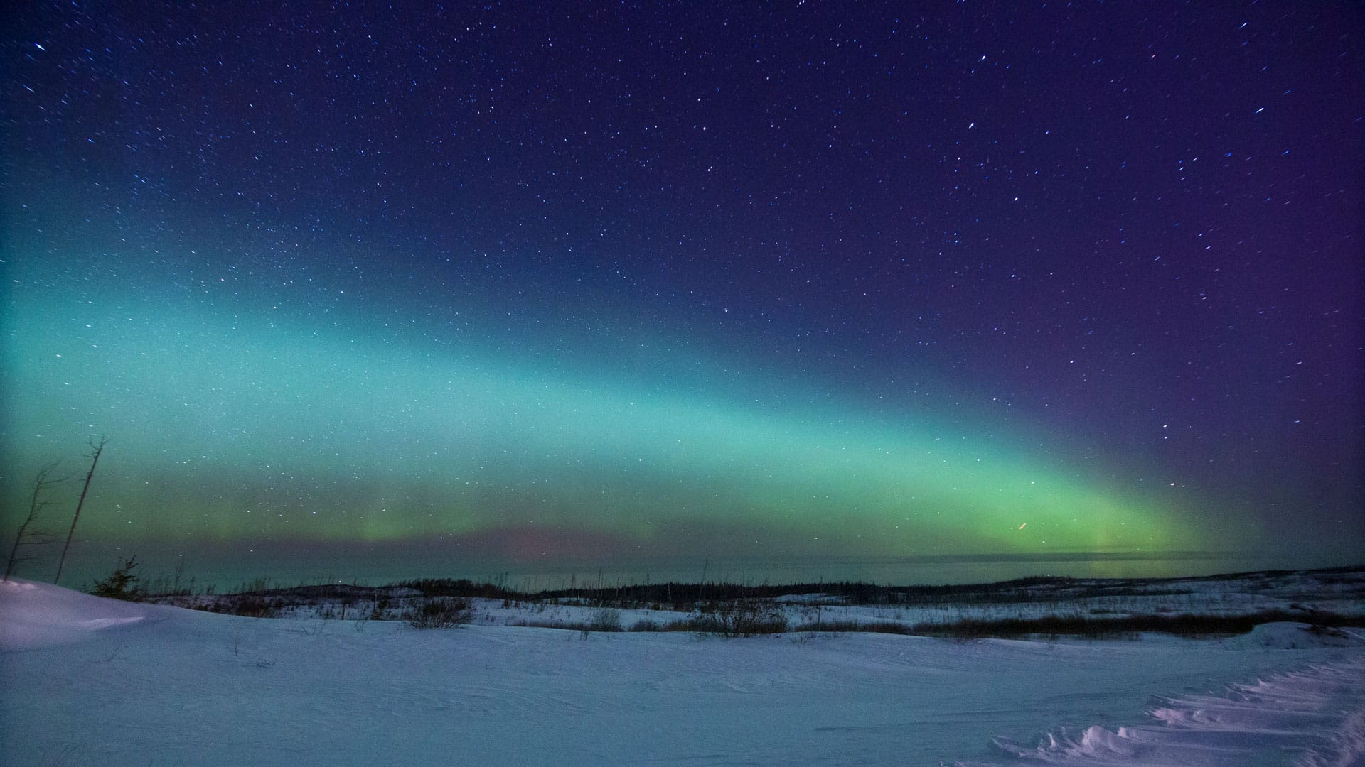 Green and blue aurora borealis lights stretch across a starry night sky above a snowy landscape with scattered shrubs and leafless trees.