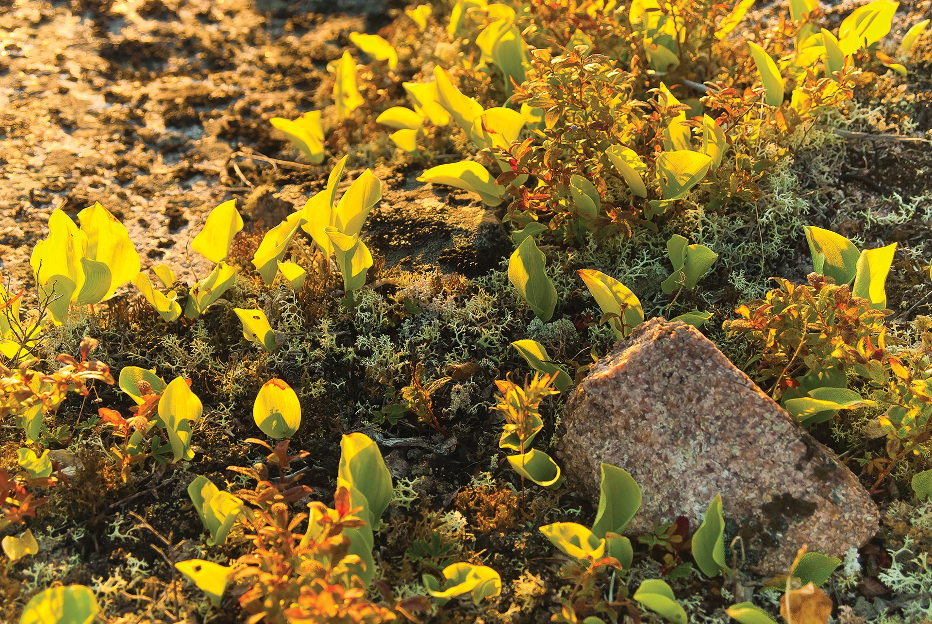 Bright green and yellowish leaves sprout from the rocky, mossy ground in golden sunlight, thriving like nature’s own programmes. A large stone sits in the foreground among the small plants and earthy soil.