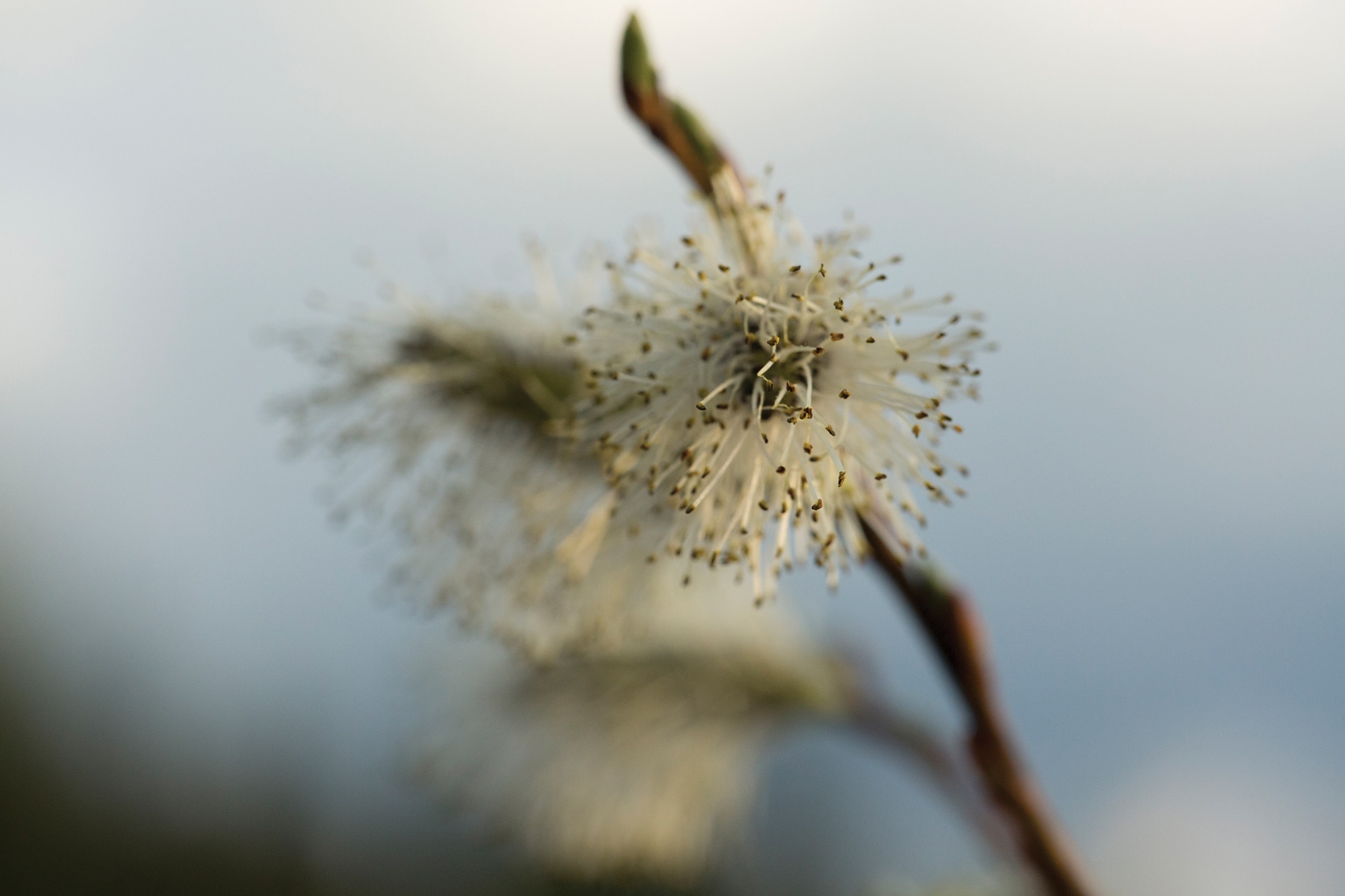 A close-up of a willow catkin with delicate white filaments and yellow tips, standing out like nature’s own committees, set against a soft, out-of-focus background in natural light.