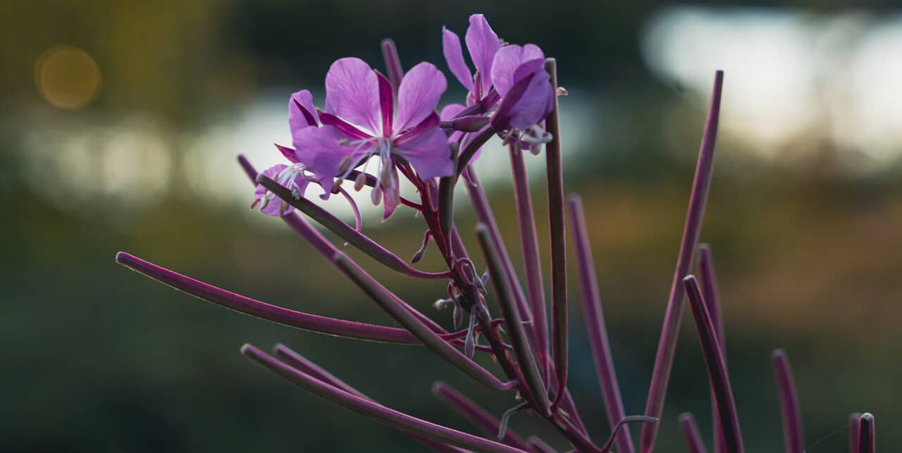 Close-up of a rosebay willowherb plant with purple-pink flowers and reddish stems, set against a blurred outdoor background—an inspiring scene reminiscent of nature-themed education programmes.